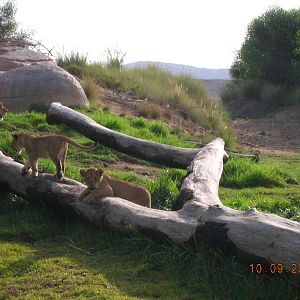 Lion cubs