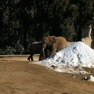 African Elephant with Snow