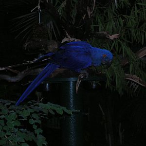 Hyacinth Macaw