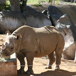 Black Rhino