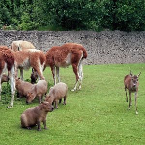 South american exhibit