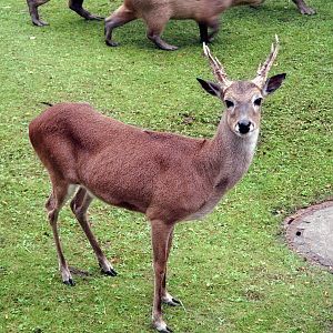 Pampas Deer