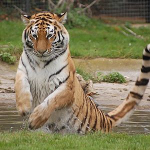Tiger playing in water