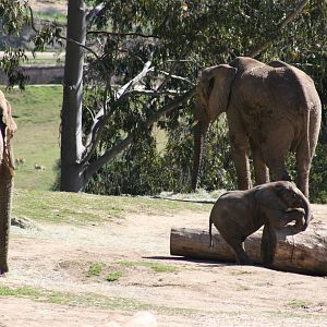 African Elephant Calf