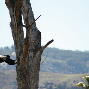 Black and White Colobus