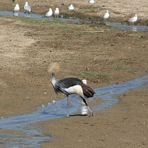 Crowned Crane