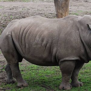 Mixed Exbith,   Rinho and Cheetah