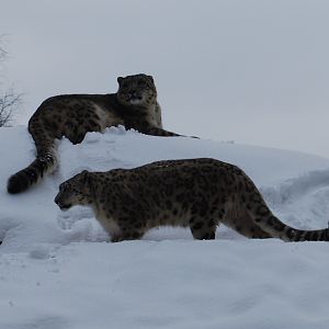 Snowleopards in Kolmården