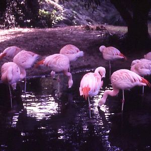 Chilean Flamingos
