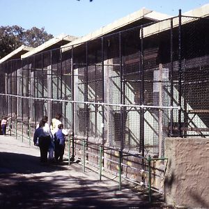 Orangutan Cages, 1987