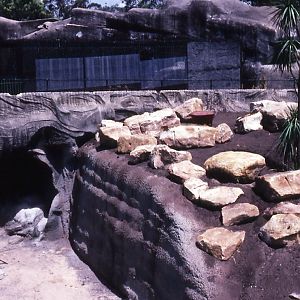 Construction of new lion enclosure, 1982
