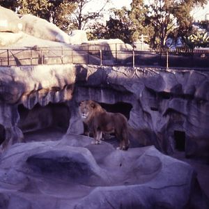 Lion enclosure, 1981