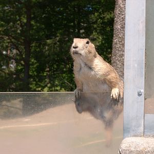 prairie dog kolmården zoo