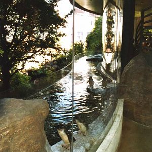 Little Penguins exhibit