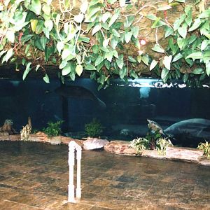 Underwater View of Manati Exhibit