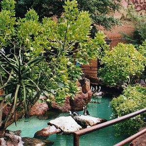 Black footed penguin exhibit