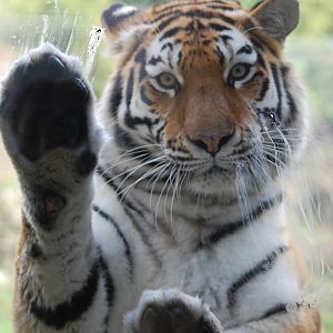 Posing Tiger