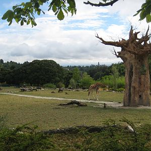 Africa savannah with castle