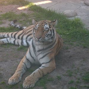 siberian tiger tiger world kolmården zoo