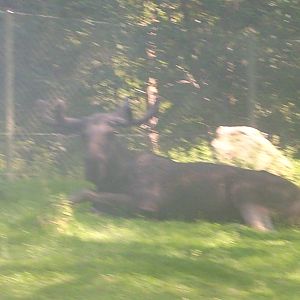 moose male safaripark kolmården zoo