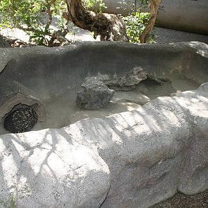Echidna enclosure - childrens zoo