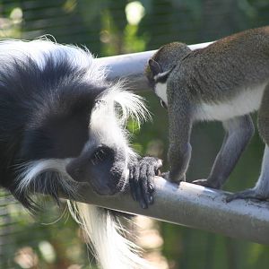 Colobus and lesser spot nosed guenon (also mixed with black mangabey)