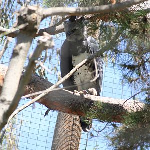 Harpy eagle