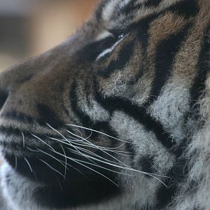 Sumatran tiger face - Parken Zoo