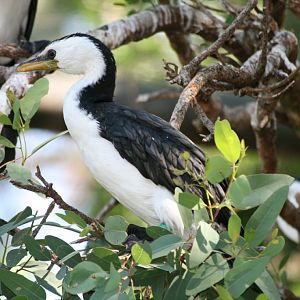 Little Pied Cormorant