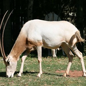 Scimitar-horned Oryx
