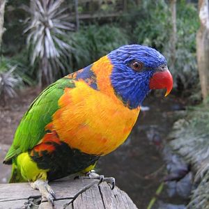 Red-collared Lorikeet