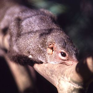 Tree Shrew, 1984