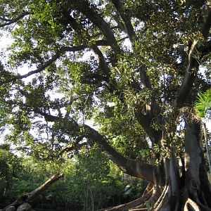 Tapir & Langur exhibit