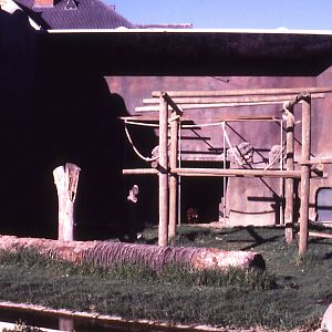Orang Enclosure, 1984