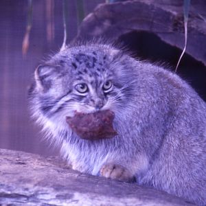 Pallas Cat, 1984