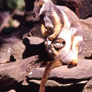 Yellow-footed Rock Wallaby & Joey