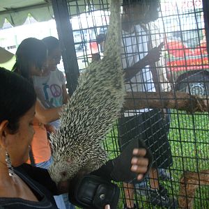 Prehensile-tailed porcupine (I spent time petting this inquisitive creature