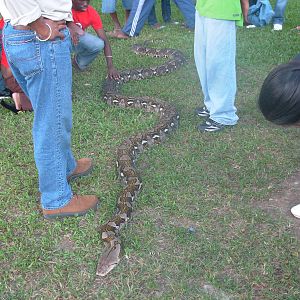 Boa Constrictor