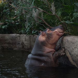 Copenhagen Zoo - Hippopotamus