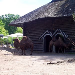 Copenhagen Zoo - Camels