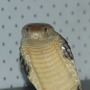 King Cobra