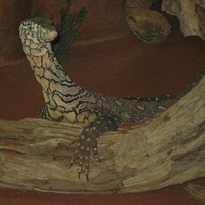 Perentie