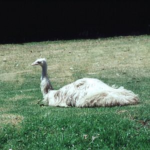Albino Emu, 1990