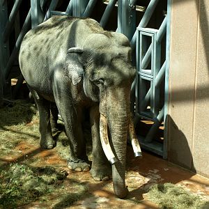 Copenhagen Zoo - Elephant House