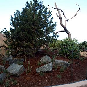 Copenhagen Zoo - Red pandas