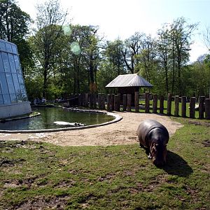 Copenhagen Zoo - Hippo outdoor enclosure