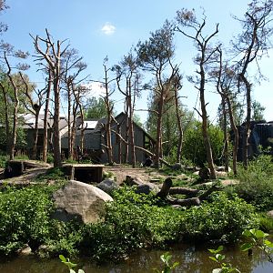 Odense Zoo - Chimpanzee island