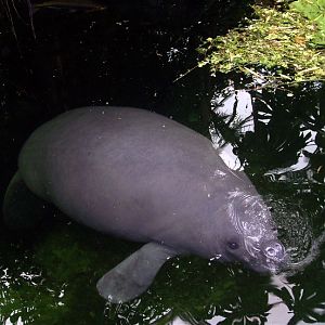 Odense Zoo - Oceanium