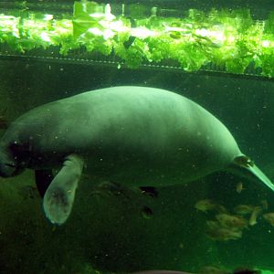 Odense Zoo - Oceanium