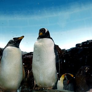 Odense Zoo - Oceanium